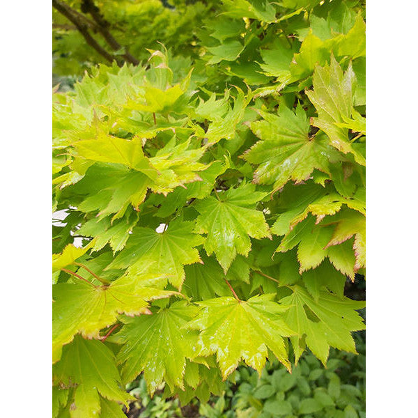 Acer shirasawanum 'Aureum'