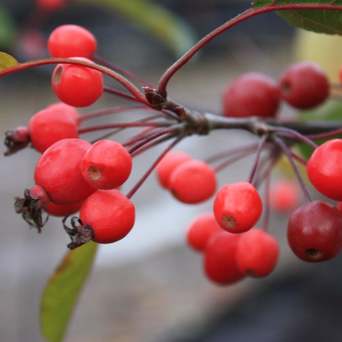 Malus 'Prairie Fire'