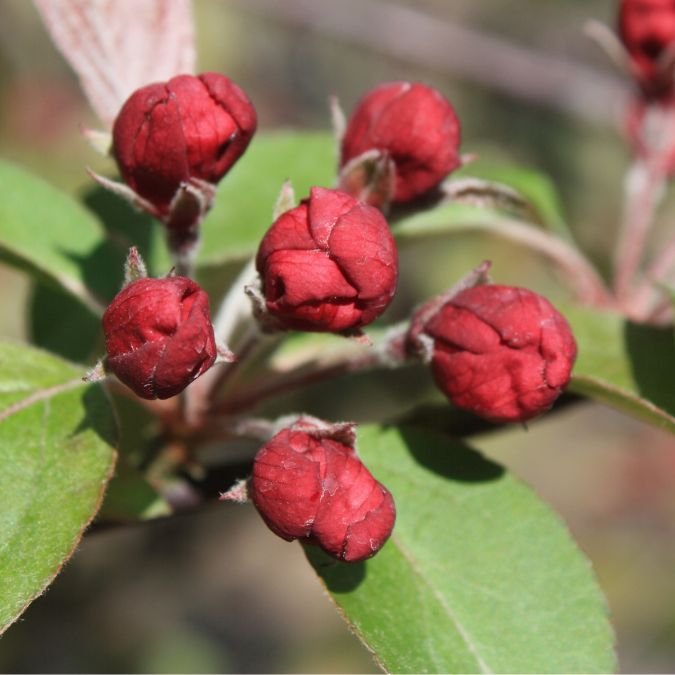 Malus 'Prairie Fire'