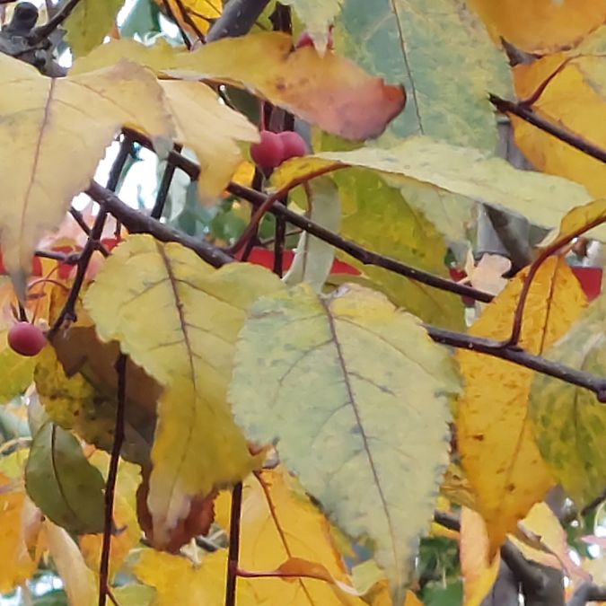 Malus 'Prairie Fire'