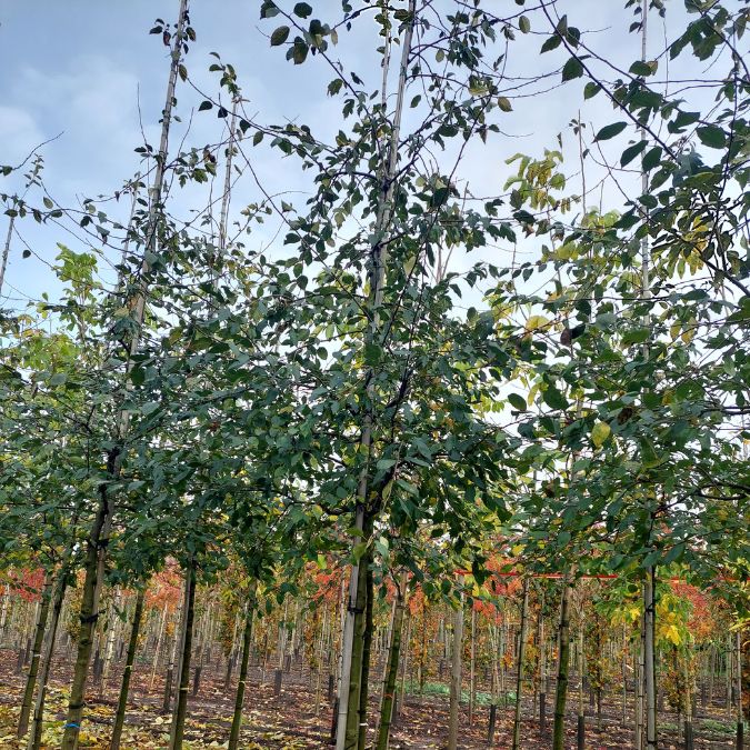 Malus 'Prairie Fire'