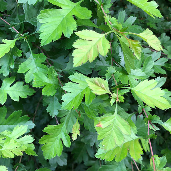Crataegus monogyna (Hedging)