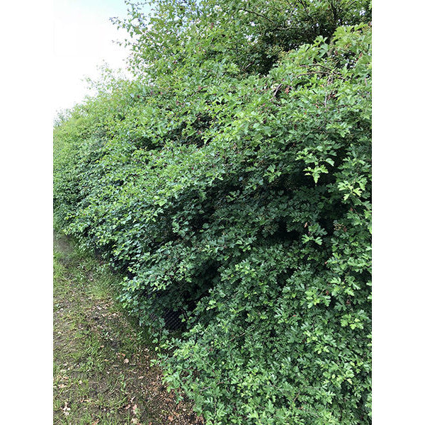Crataegus monogyna (Hedging)
