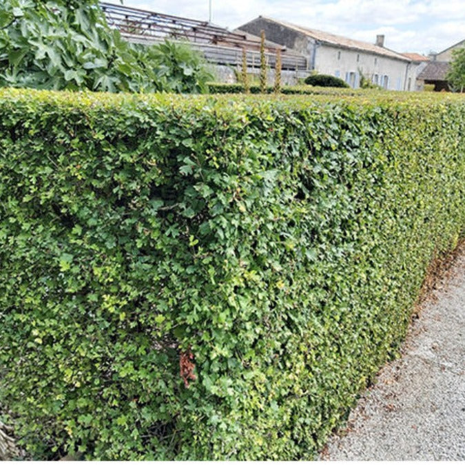 Crataegus monogyna (Hedging)