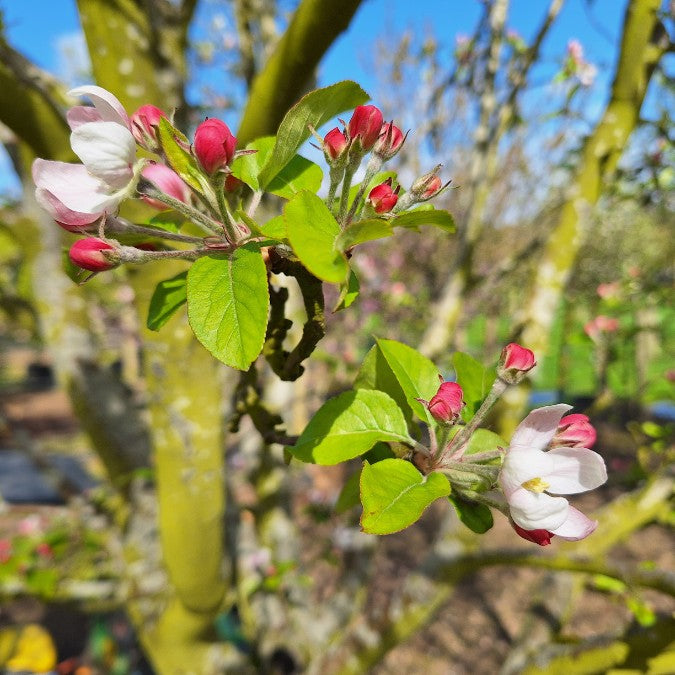 Malus d. 'Gloster 69'