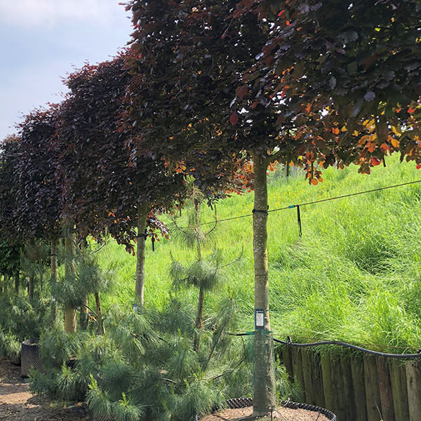 Fagus syl. Purpurea Group (Pleached)