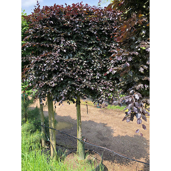 Fagus syl. Purpurea Group (Pleached)