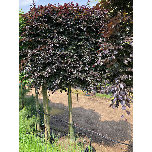 Fagus syl. Purpurea Group (Pleached)