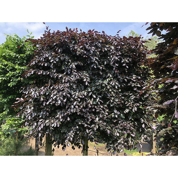 Fagus syl. Purpurea Group (Pleached)