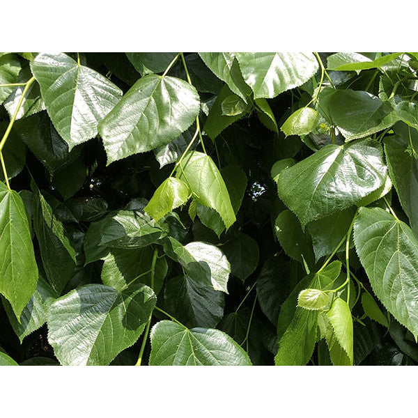 Tilia x euchlora (Pleached)