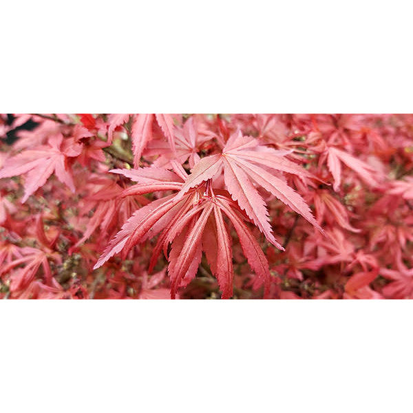 Acer palmatum 'Shaina'