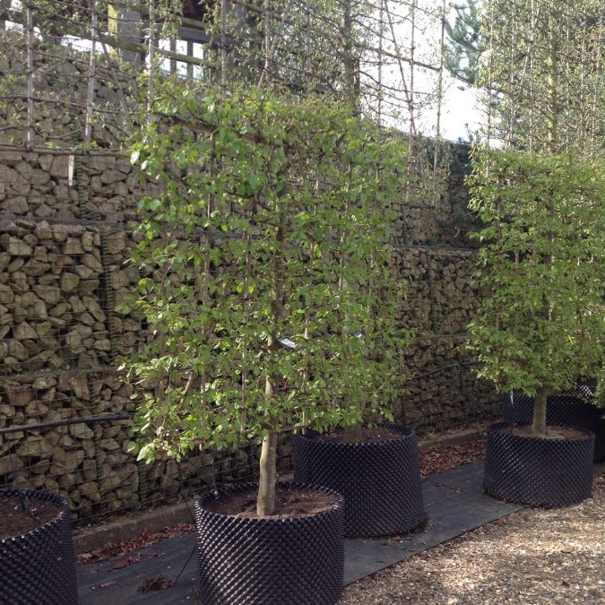 Parrotia persica (Pleached)
