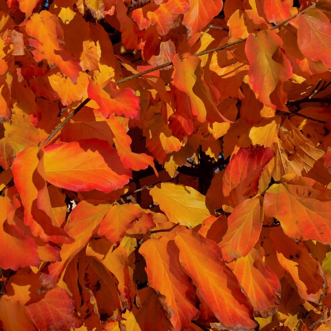 Parrotia persica (Pleached)