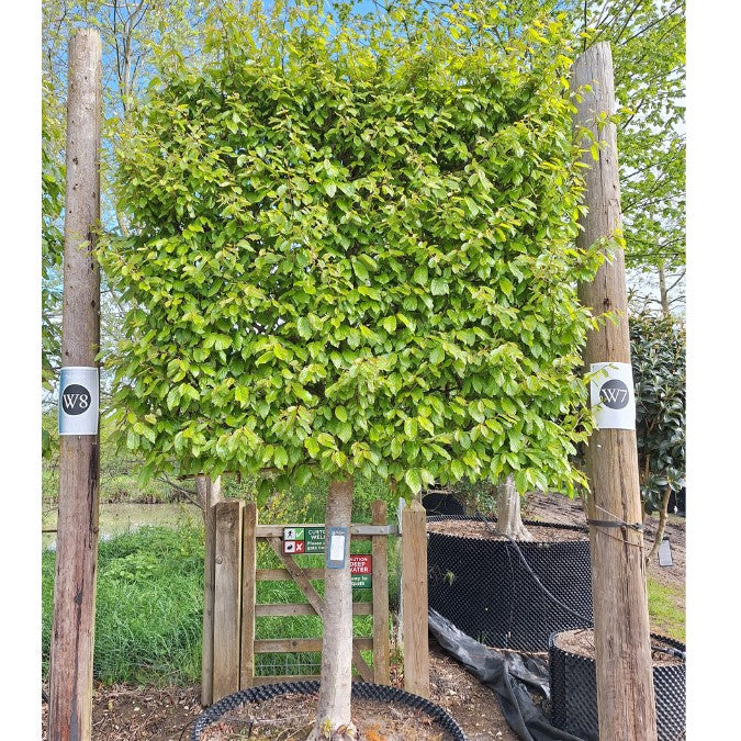 Parrotia persica (Pleached)