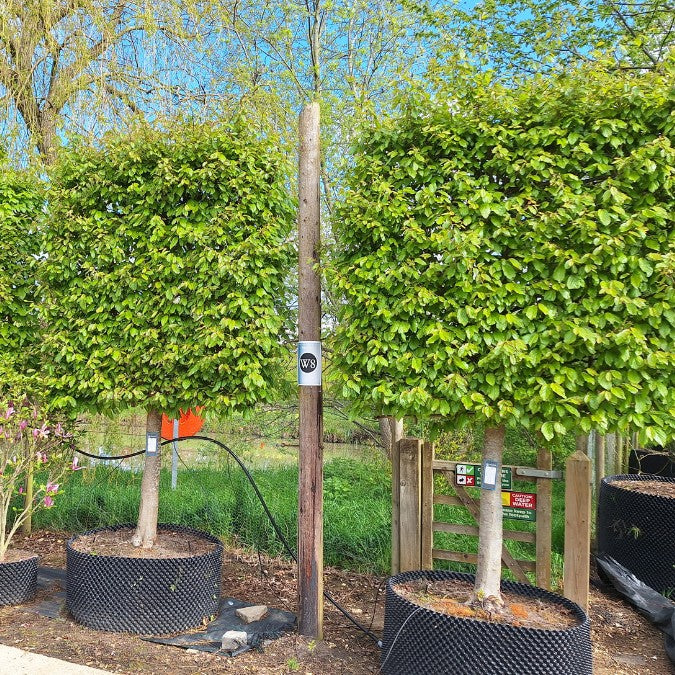 Parrotia persica (Pleached)