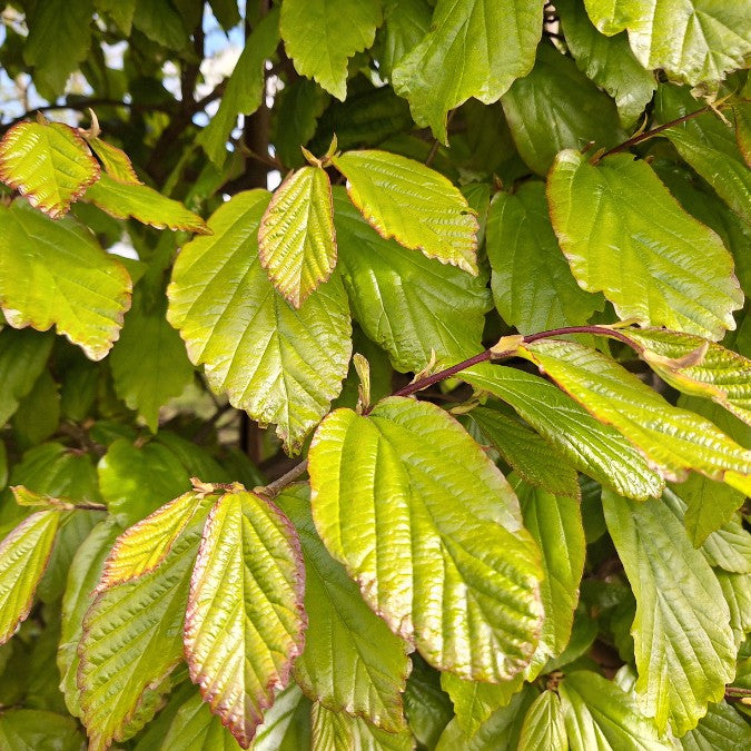 Parrotia persica (Pleached)