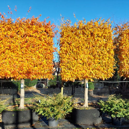 Parrotia persica (Pleached)