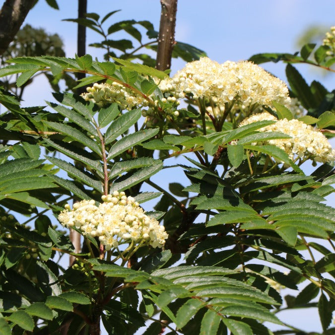 Sorbus 'Sunshine'