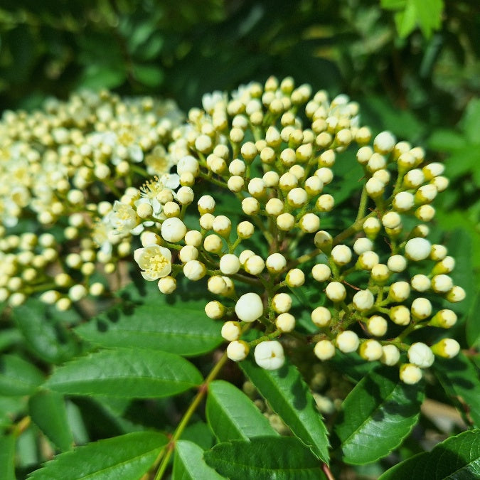 Sorbus 'Sunshine'