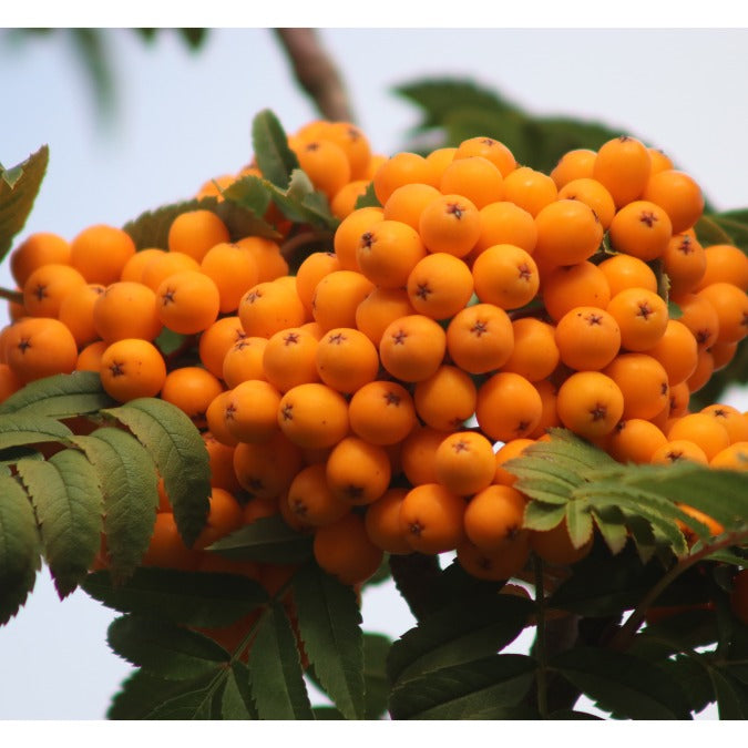 Sorbus 'Sunshine'