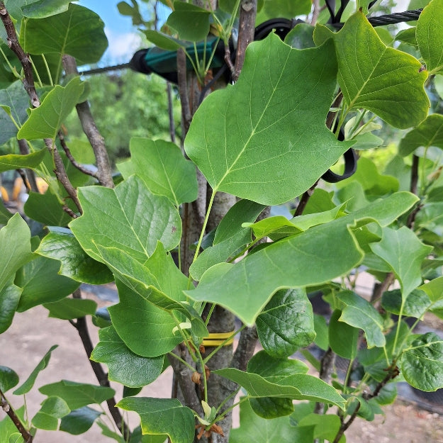 Liriodendron tulipifera 'Fastigiatum'