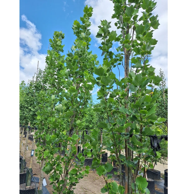 Liriodendron tulipifera 'Fastigiatum'