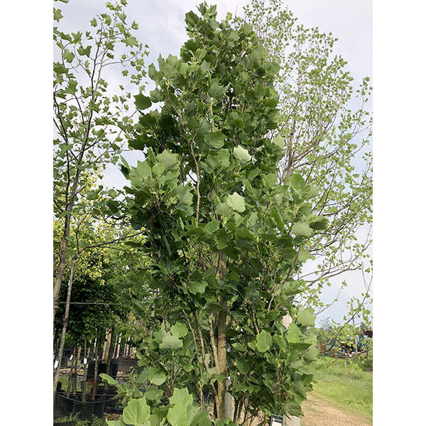 Liriodendron tulipifera 'Fastigiatum'