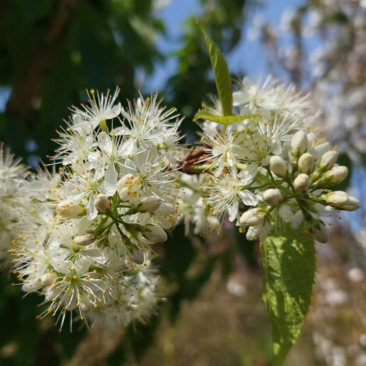 Prunus maackii