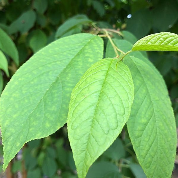 Prunus maackii