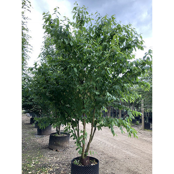 Prunus maackii