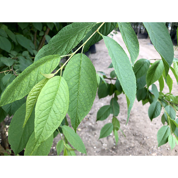 Prunus maackii