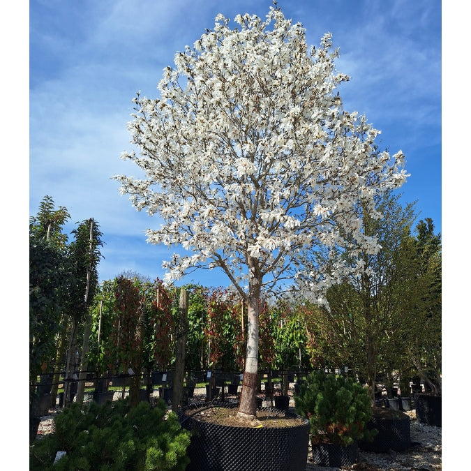 Magnolia salicifolia 'Wada's Memory'