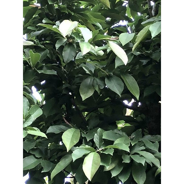Magnolia salicifolia 'Wada's Memory'