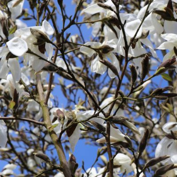 Magnolia salicifolia 'Wada's Memory'