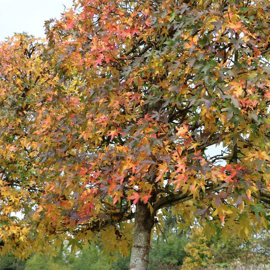 Liquidambar styr. 'Worplesdon' (Pleached)