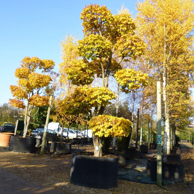 Parrotia persica (Topiary)