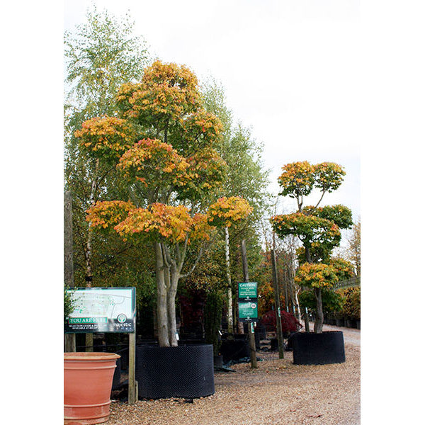 Parrotia persica (Topiary)