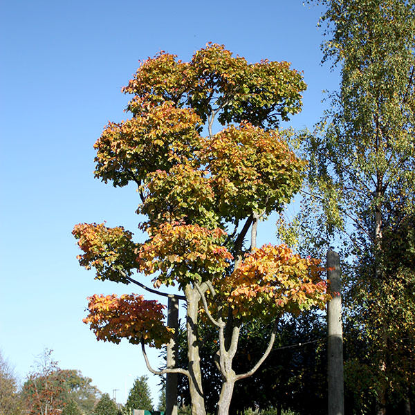 Parrotia persica (Topiary)