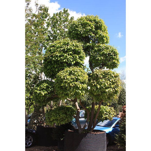 Parrotia persica (Topiary)