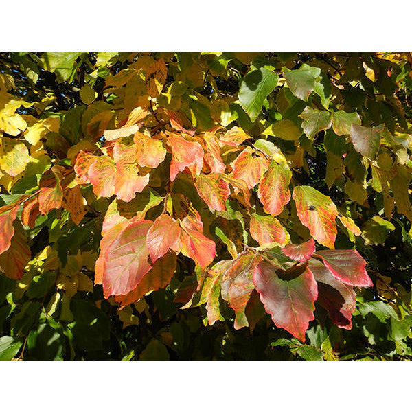 Parrotia persica (Topiary)