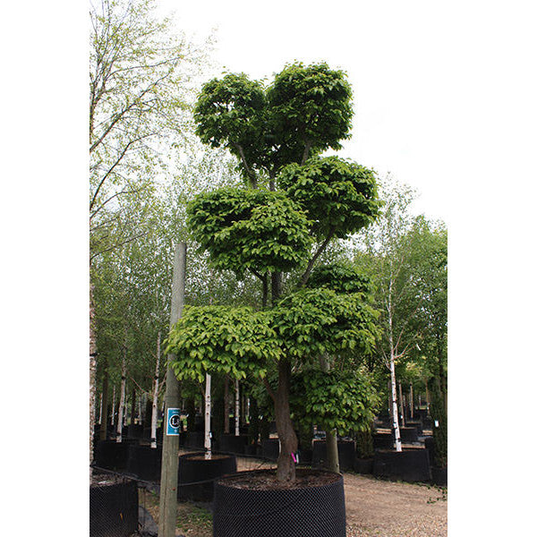 Parrotia persica (Topiary)