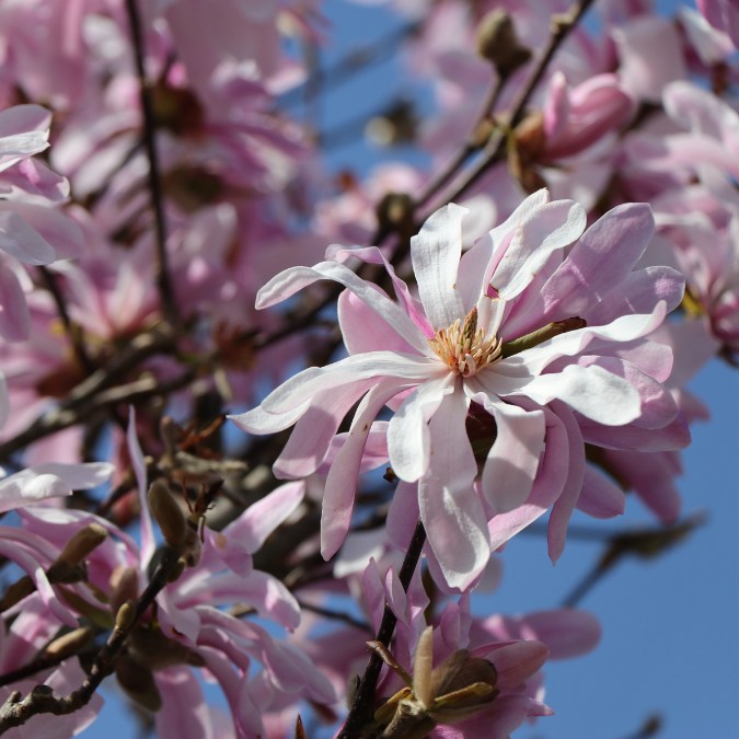 Magnolia stellata 'Rosea'