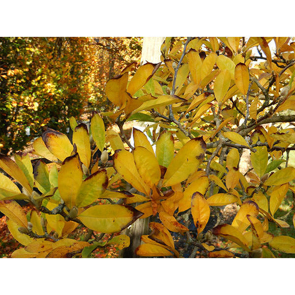 Magnolia stellata 'Rosea'