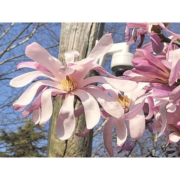 Magnolia stellata 'Rosea'