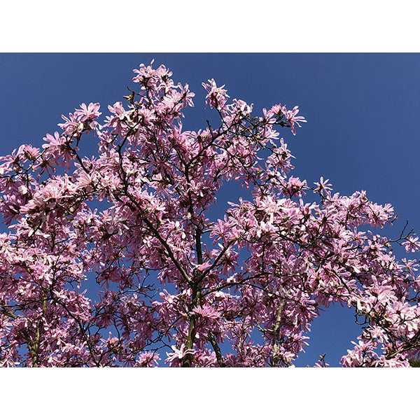 Magnolia stellata 'Rosea'