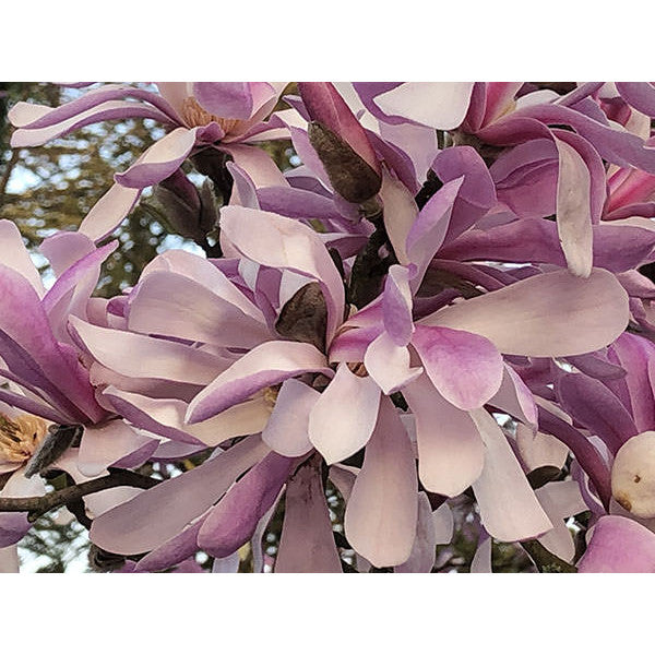 Magnolia stellata 'Rosea'