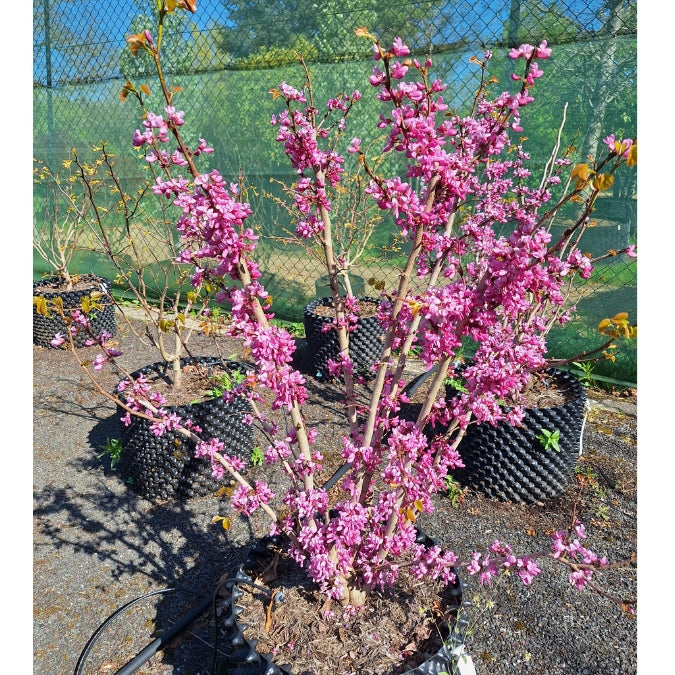 Cercis chinensis 'Avondale'