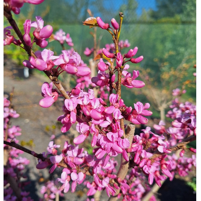 Cercis chinensis 'Avondale'