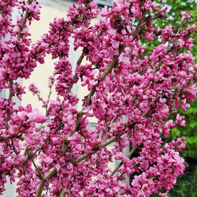 Cercis chinensis 'Avondale'