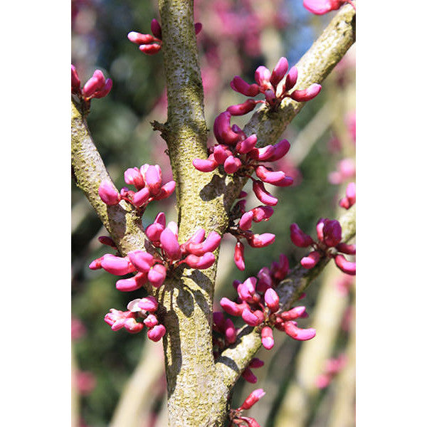 Cercis chinensis 'Avondale'